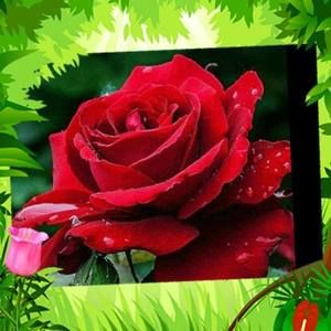 Meet your Posher, Candelaria